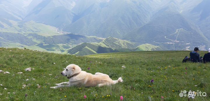 3-х дневный джип тур по ингушетии