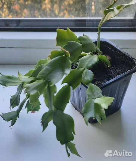 Декабрист шлюмбергера