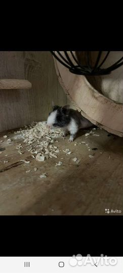 Дегу в надёжные руки