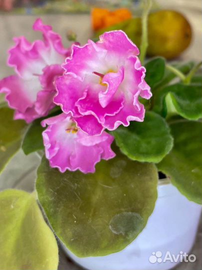 Фиалки-спорты и безымяшки