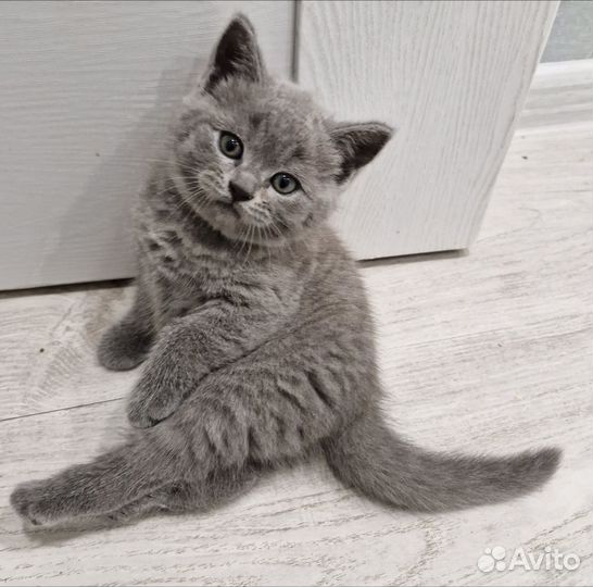 Британские котята
