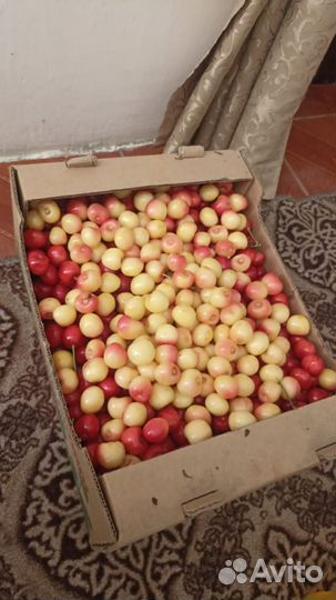 Белая черешня