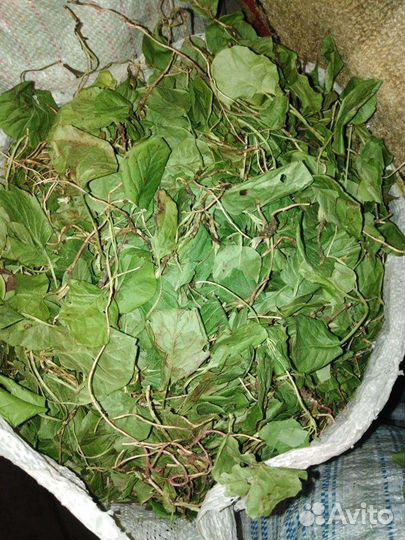 Боровая матка