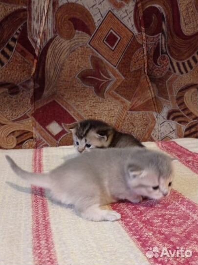 Шотланская кошка