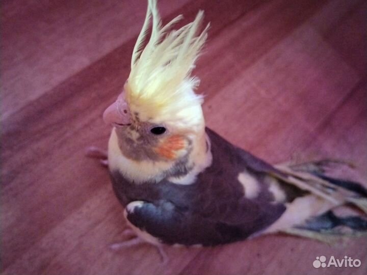Попугай корелла птенец
