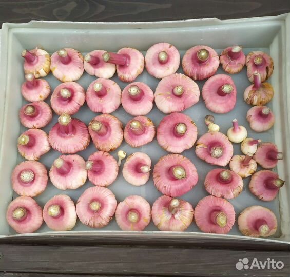 Гладиолусы луковицы