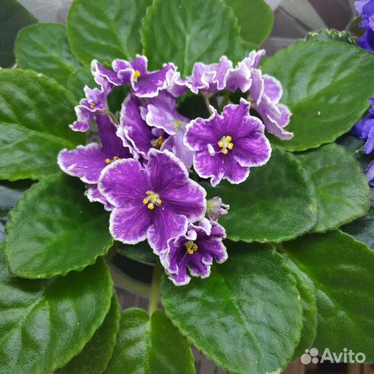 Сортовые фиалки