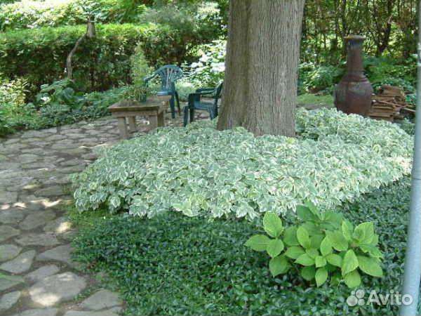 Сныть пестролистная. Ландыши. Многолетники