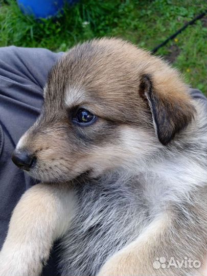 Щеночек Лапка