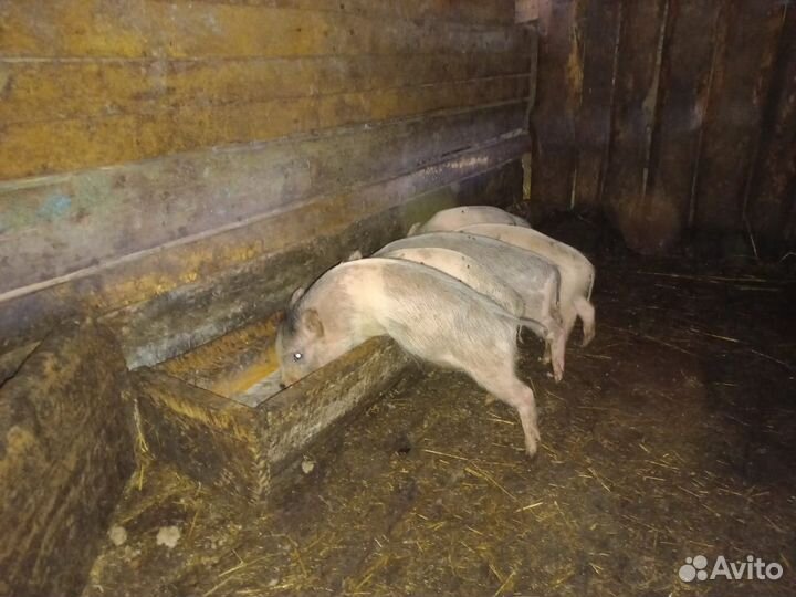 Вьетнамские поросята