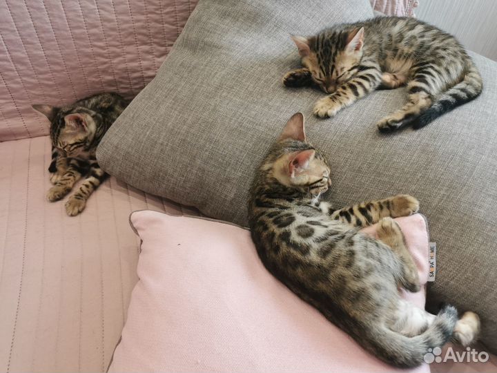 Бенгальские котята