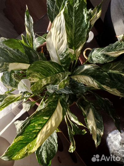 Спатифиллум 