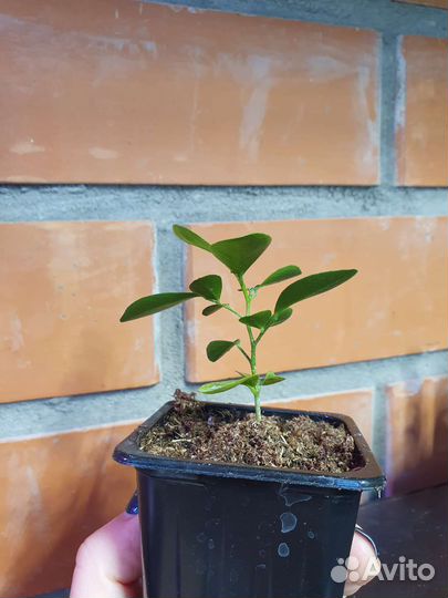 Мурайя метельчатая