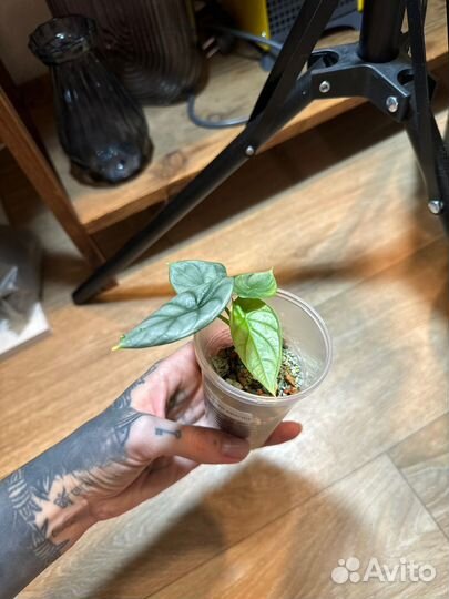 Алоказия сильвер драгон