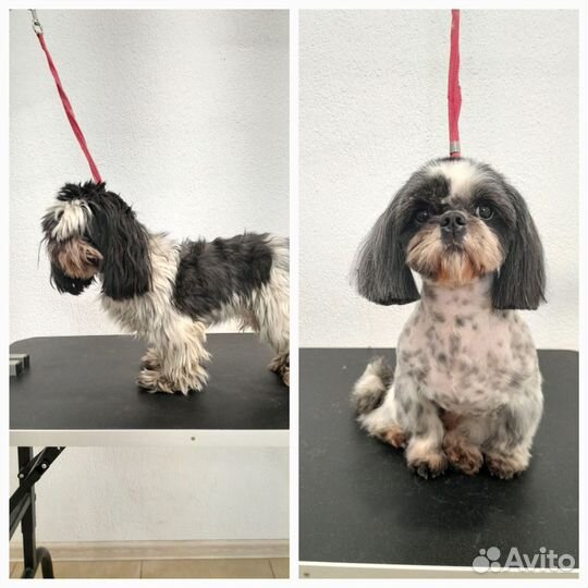 Груминг собак/ стрижка собак/ грумер