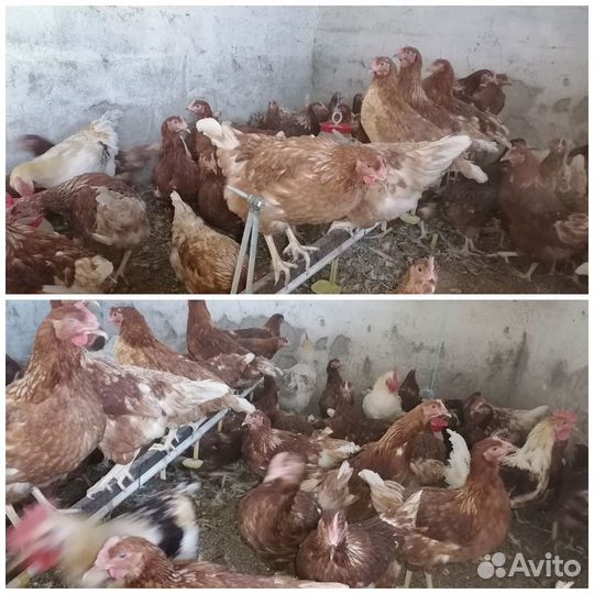 Куры несушки молодки