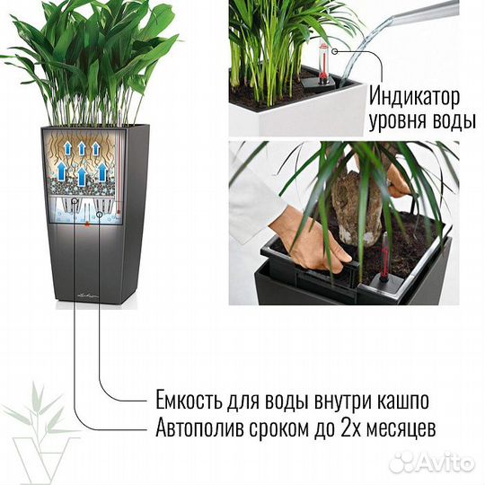 Аглаонема Страйпс в белом кашпо