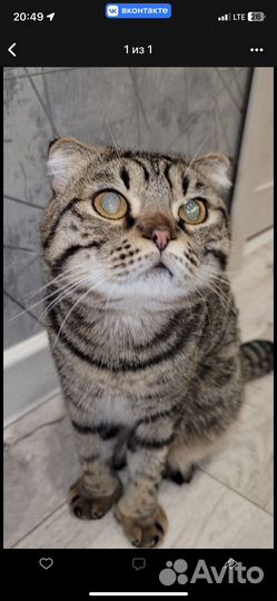 Шотландский кот