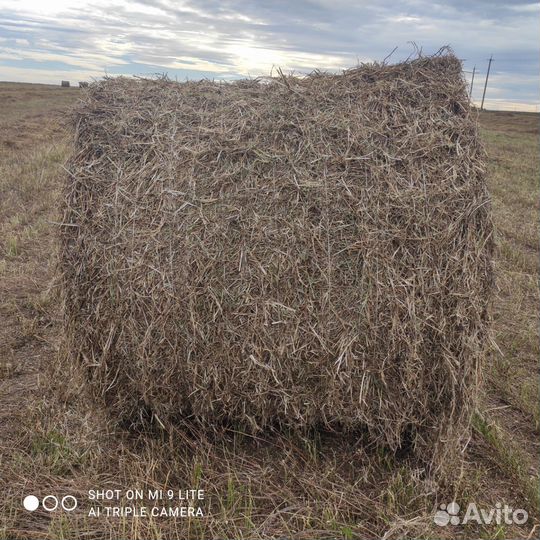 Сено люцерны в рулонах