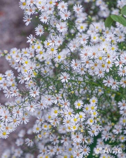 Рассада однолетних цветов