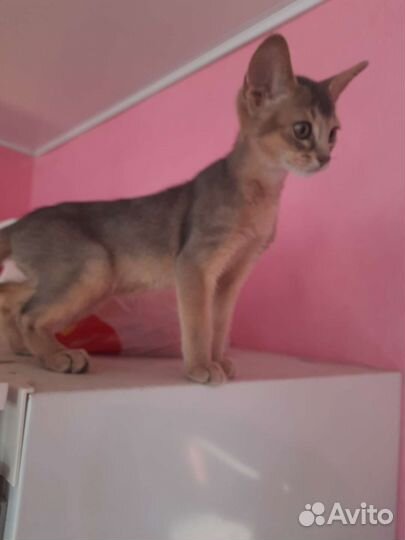 Абисинские котята