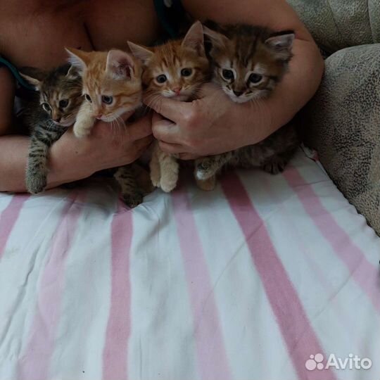 Кошка в дар бесплатно