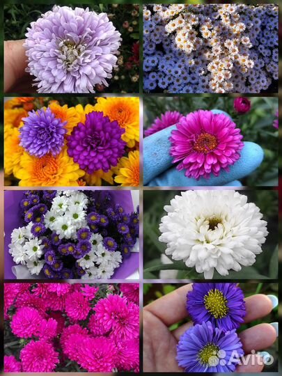 Сентябрина