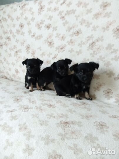 Чихуахуа метис