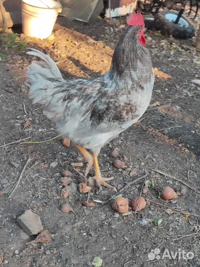 Молодые породистые петушки