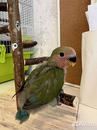 Попугай неразлучники