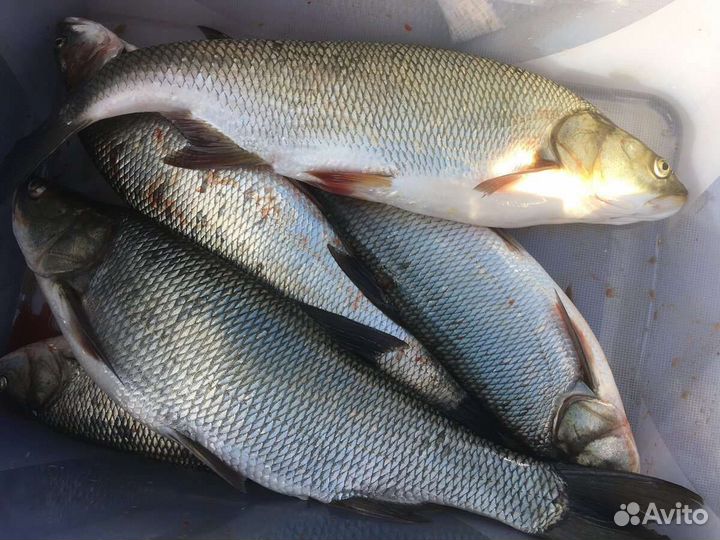 Живец для рыбалки