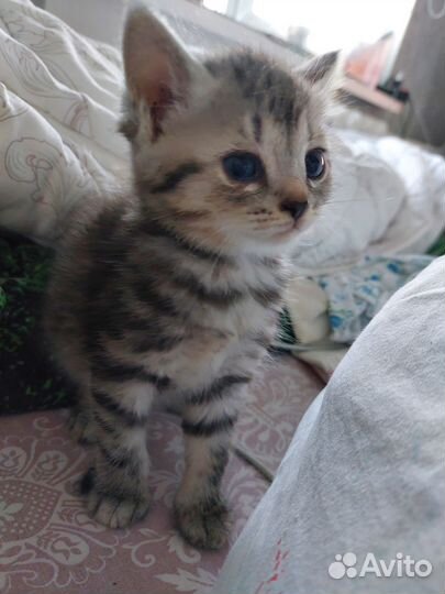 Котёнок девочка