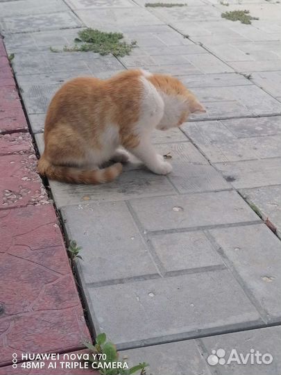 Котята в добрые руки бесплатно