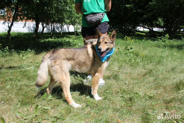 Пес Степка ищет самый лучший дом