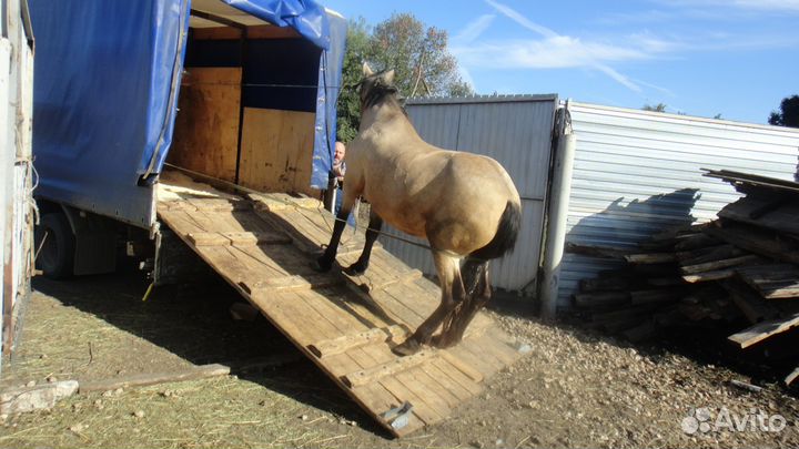Перевоз животных крс,лошадей,баранов,свиней,коз