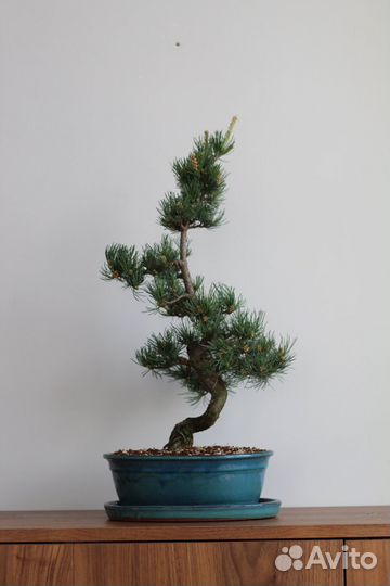 Бонсай Японская белая Сосна 30 лет