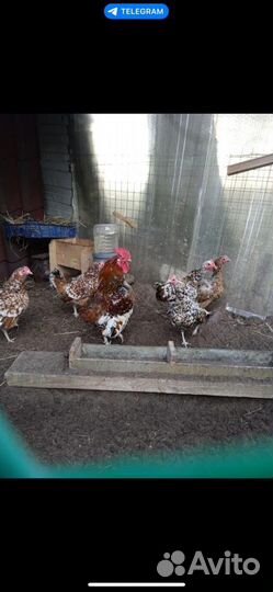 Куры бентамки