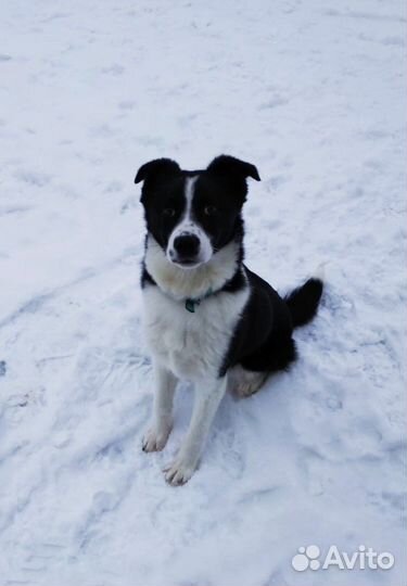 Щенок девочка