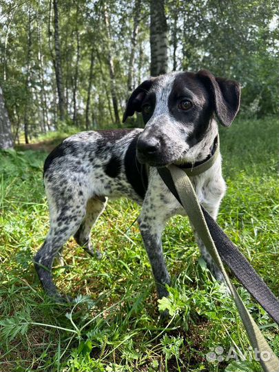 Щенок из приюта бесплатно