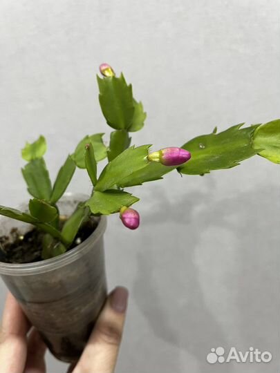 Декабрист (рождественник, шлюмбергера,зигокактус)