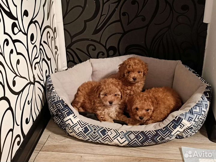 Щенки Той Пуделя