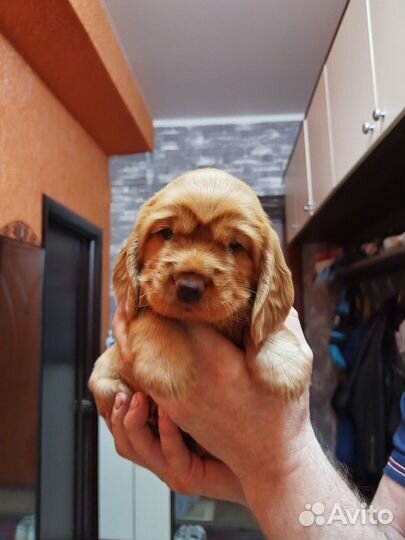 Английский кокер спаниель