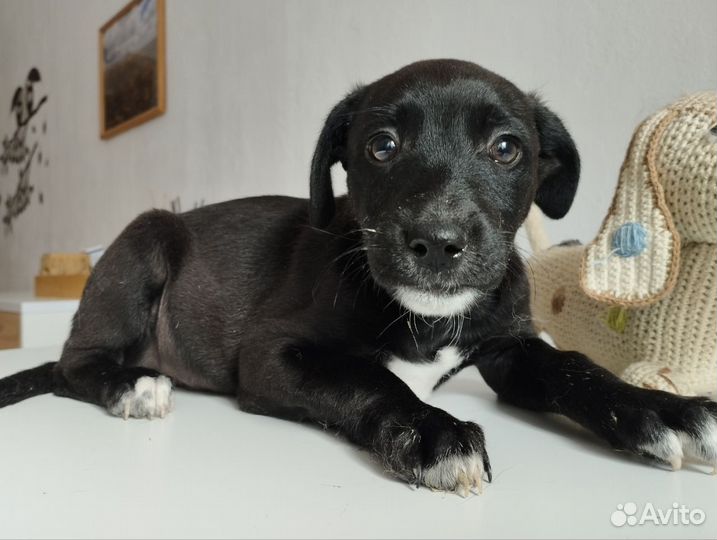 Щенок в добрые руки