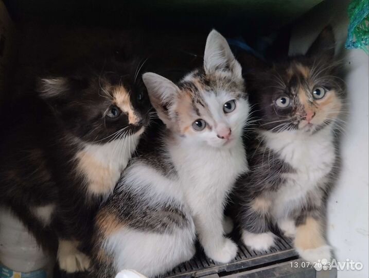 Кошки бесплатно