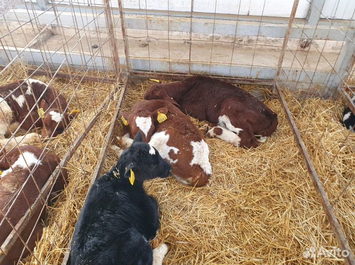 Телята доставка бесплатно