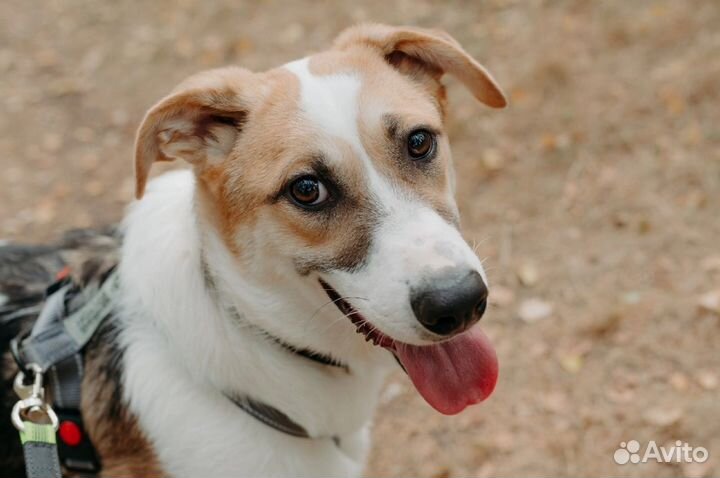 Мечтательный пёсик хочет хозяина