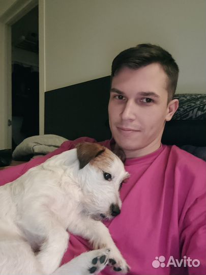 Передержка собак, догситтер