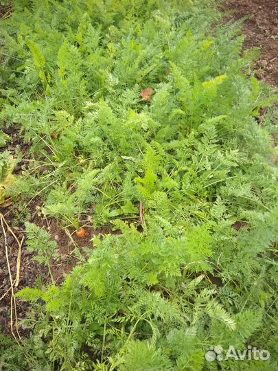 Морковь,свекла,петрушка