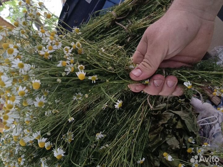 Ромашка аптечная, травы, веники