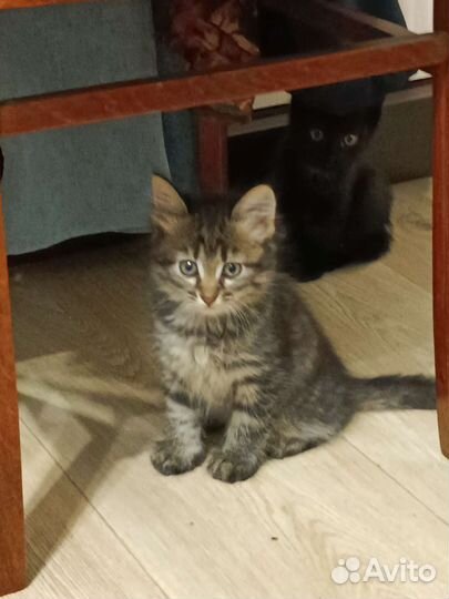 Отдам котят в добрые руки